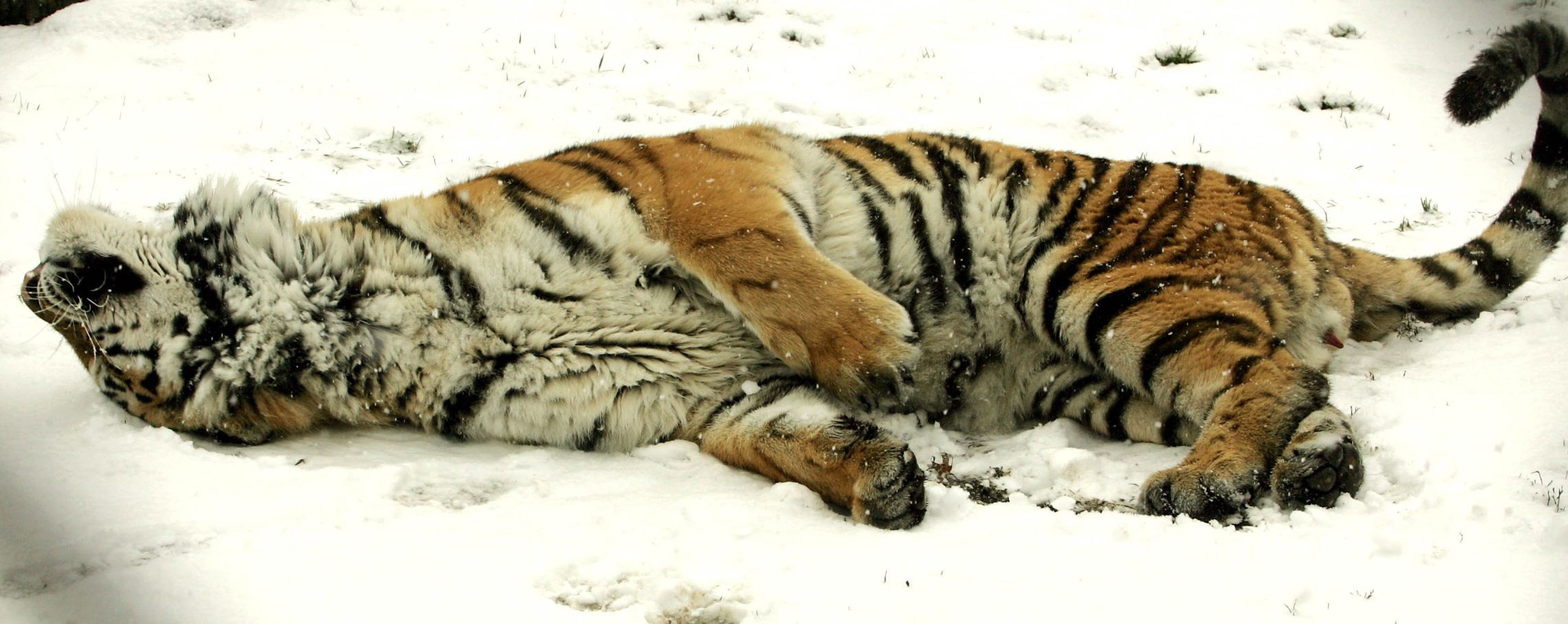Zoo Snow